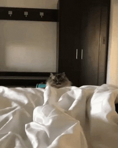 A Cat Is Sitting On Top Of A Bed With White Sheets GIF