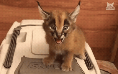 A Cat Is Sitting On Top Of A Cooler With Its Mouth Open . GIF