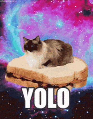 A Cat Is Sitting On Top Of A Peanut Butter And Jelly Sandwich With The Words Yolo Below It GIF