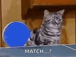 A Cat Is Sitting On Top Of A Ping Pong Table Next To A Blue Ball . GIF