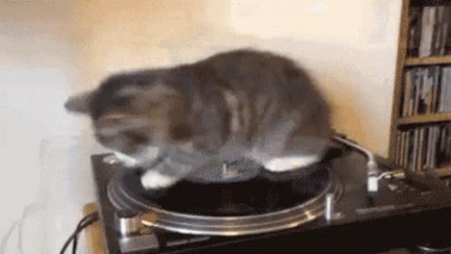 A Cat Is Sitting On Top Of A Record Player Playing Music . GIF