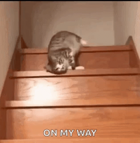 A Cat Is Sitting On Top Of A Set Of Wooden Stairs . GIF