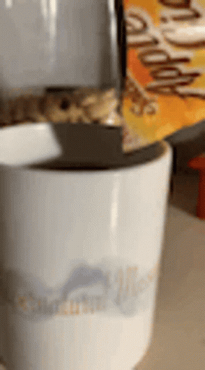 A Cat Is Sitting On Top Of A White Coffee Mug . GIF