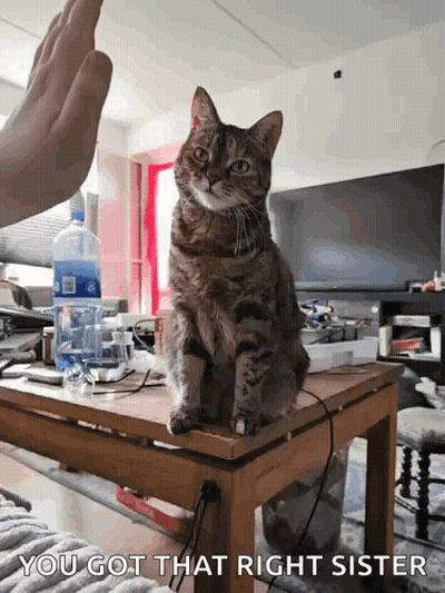 A Cat Is Sitting On Top Of A Wooden Table And A Person Is Giving It A High Five . GIF