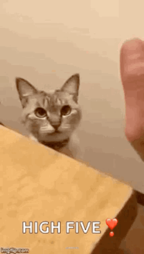 A Cat Is Sitting On Top Of A Wooden Table Looking At A Person . GIF