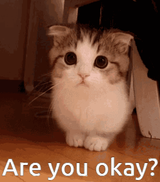 A Cat Is Sitting Under A Chair And Looking At The Camera With The Words " Are You Okay " Above It GIF