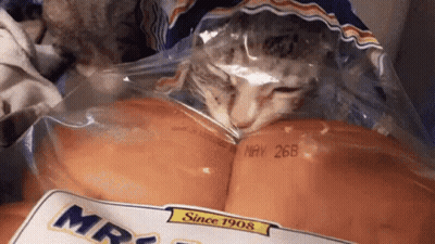 A Cat Is Sleeping In A Bag Of Mrs. Bread On May 26Th GIF