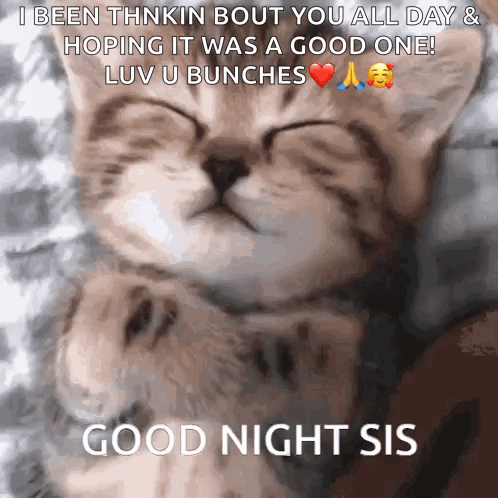 A Cat Is Sleeping On A Bed And Says Good Night Sis GIF