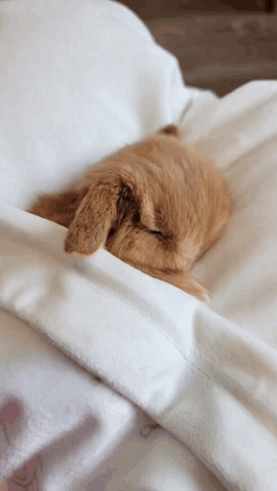 A Cat Is Sleeping On A Bed With Its Head Under A Blanket GIF