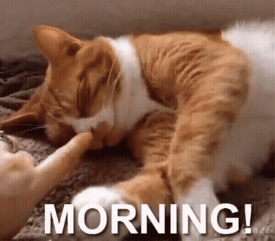 A Cat Is Sleeping On A Couch And A Person Is Petting It . GIF