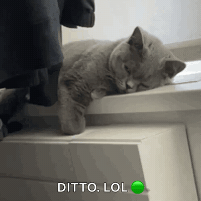 A Cat Is Sleeping On A Dresser With The Words Ditto Lol Written Below It GIF