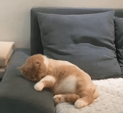 A Cat Is Sleeping On The Edge Of A Couch . GIF
