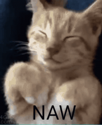 A Cat Is Sleeping With Its Eyes Closed And The Word Naw Is Written On The Bottom Of The Picture . GIF
