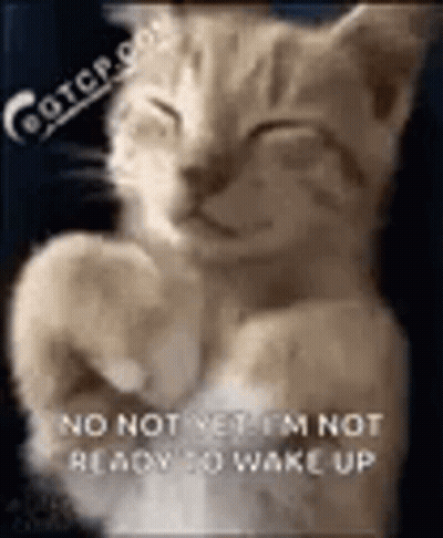 A Cat Is Sleeping With Its Paws Up And A Caption That Says `` No Not Yet I 'M Not Ready To Wake Up '' GIF