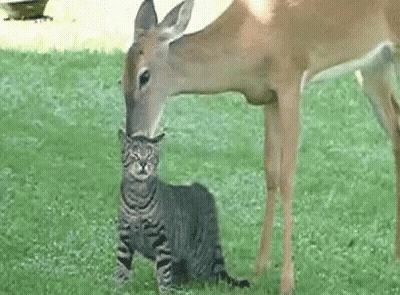 A Cat Is Sniffing A Deer 'S Nose In The Grass . GIF