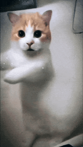 A Cat Is Standing In A Bathtub With Its Paws Up GIF