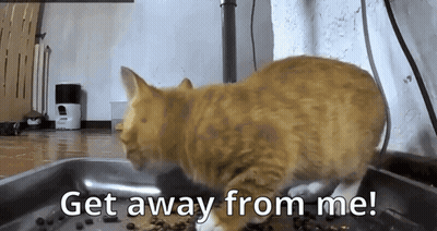 A Cat Is Standing In A Bowl Of Food With The Words Get Away From Me GIF