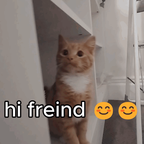 A Cat Is Standing In A Closet With The Words Hi Freind Written On The Bottom GIF