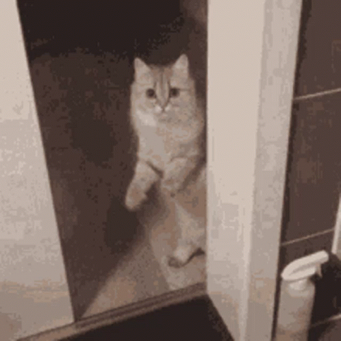 A Cat Is Standing In A Doorway In A Bathroom Looking At The Camera . GIF