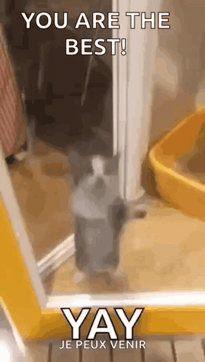 A Cat Is Standing In A Doorway Next To A Bottle Of Soap And A Yellow Box . GIF