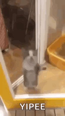 A Cat Is Standing In A Doorway Next To A Cat Litter Box . GIF
