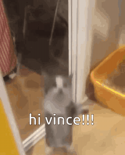 A Cat Is Standing In A Doorway Next To A Litter Box And Says Hi Vince !! GIF