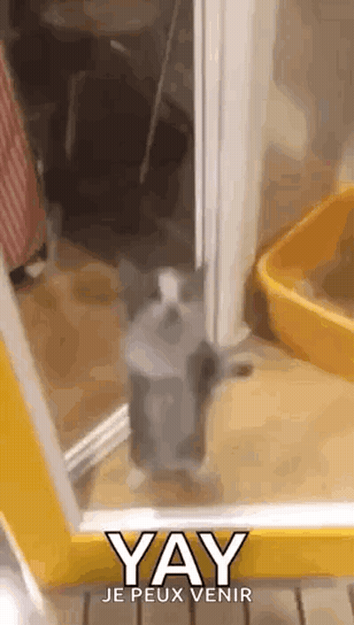 A Cat Is Standing In A Doorway Next To A Yellow Box . GIF