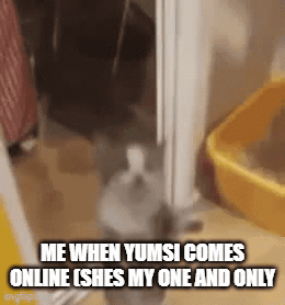 A Cat Is Standing In A Doorway Next To A Yellow Litter Box And Says Me When Yumsi Comes Online GIF