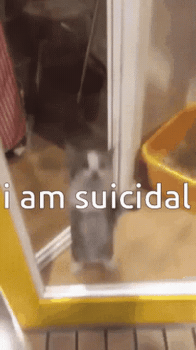 A Cat Is Standing In A Doorway With The Words " I Am Suicidal " Written Below It GIF