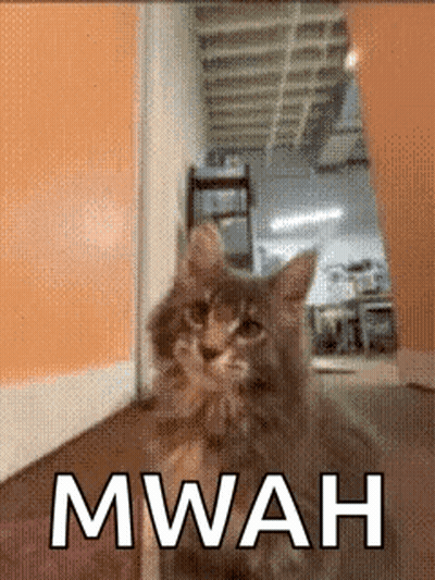 A Cat Is Standing In A Hallway With The Word Mwah Written On The Bottom GIF