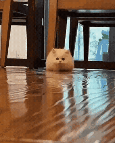 A Cat Is Standing In A Puddle Of Water On The Floor GIF