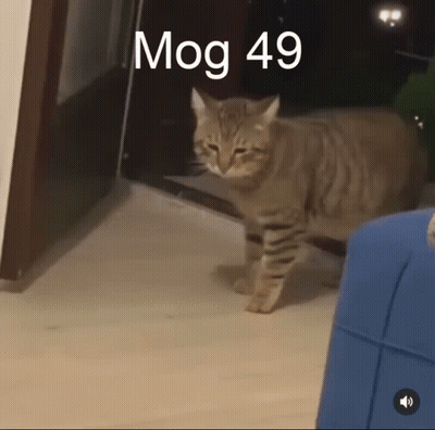 A Cat Is Standing In A Room With The Words Mog 49 Written Above It GIF