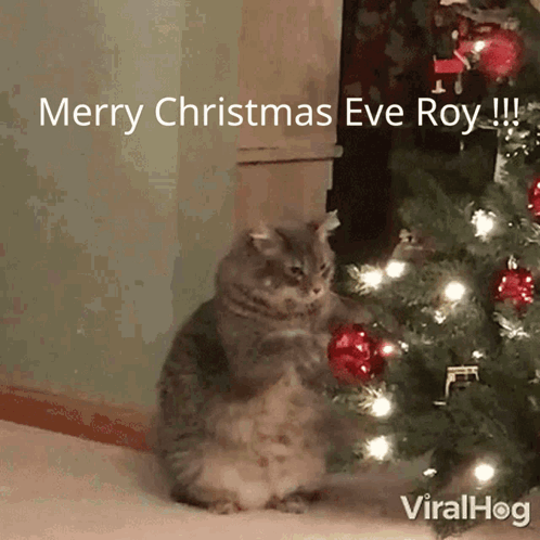 A Cat Is Standing In Front Of A Christmas Tree With The Words Merry Christmas Eve Roy GIF