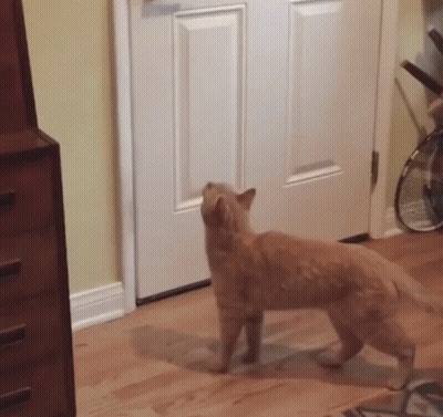 A Cat Is Standing In Front Of A Door In A Room Looking Up . GIF