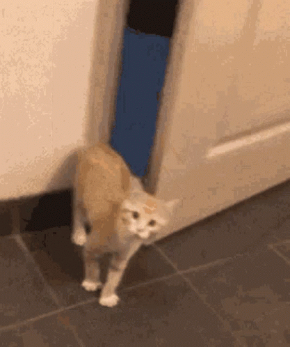 A Cat Is Standing In Front Of A Door On A Tile Floor . GIF