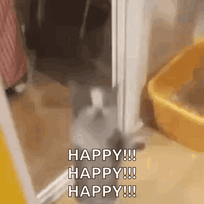A Cat Is Standing In Front Of A Door With The Words Happy !!! Happy !!! Happy !!! Written On It . GIF