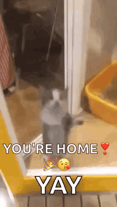 a cat is standing in front of a door with the words you 're home yay written on it