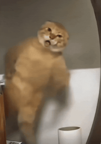 A Cat Is Standing In Front Of A Mirror Looking At Itself GIF