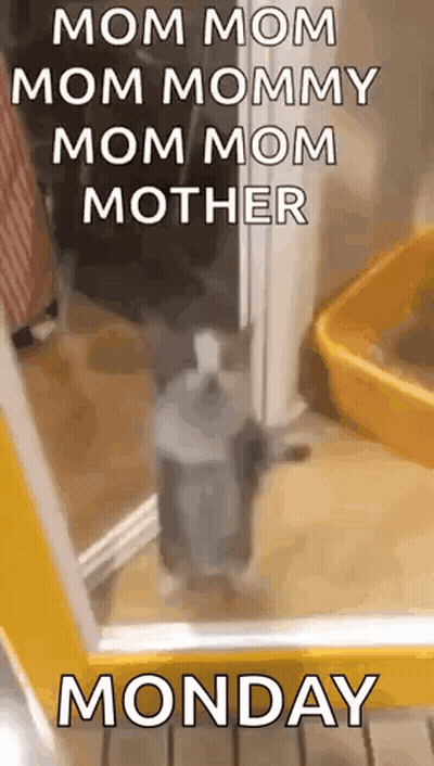 A Cat Is Standing In Front Of A Mirror With A Caption That Says `` Mom Mom Mom Mommy Mom Mom Mother Monday '' . GIF
