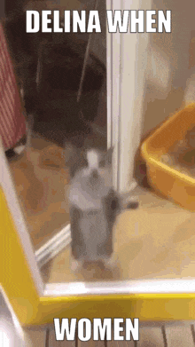 A Cat Is Standing In Front Of A Mirror With The Words Delina When Women Written On It GIF