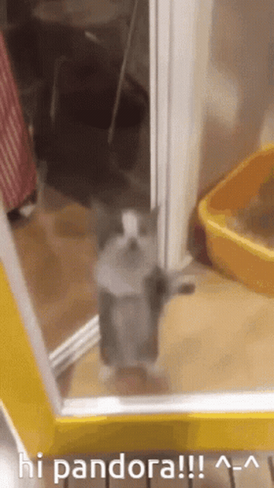 A Cat Is Standing In Front Of A Mirror With The Words Hi Pandora Written Above It GIF