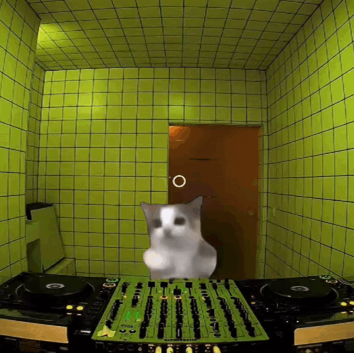 A Cat Is Standing In Front Of A Mixer That Says Pioneer On It GIF