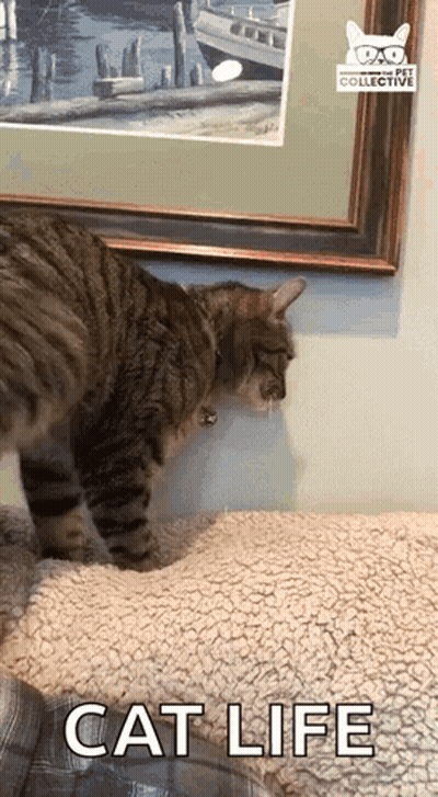 A Cat Is Standing In Front Of A Picture On A Wall And Looking At It . GIF