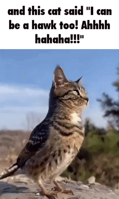 A Cat Is Standing Next To A Bird That Looks Like A Hawk GIF