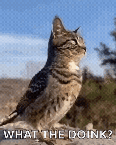 A Cat Is Standing Next To A Bird With The Words `` What The Doink '' Written On It . GIF