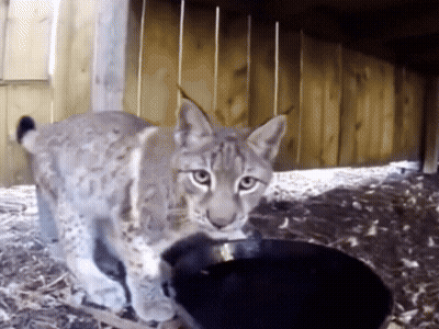 A Cat Is Standing Next To A Black Cat In Front Of A Wooden Fence GIF