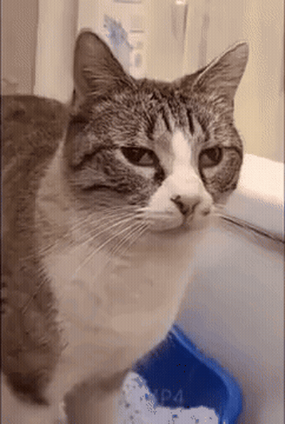 A Cat Is Standing Next To A Blue Litter Box GIF