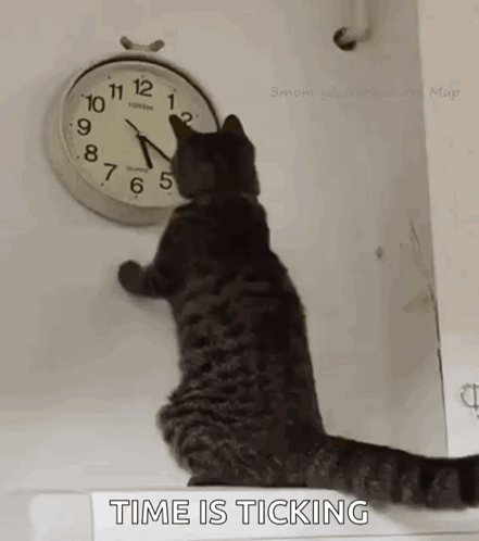 A Cat Is Standing Next To A Clock On A Wall And Looking At It . GIF