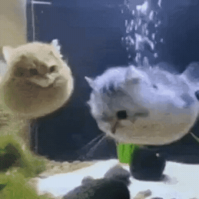 A Cat Is Standing Next To A Fish In A Fish Tank . GIF