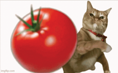 A Cat Is Standing Next To A Large Tomato With Imgflip.com At The Bottom GIF